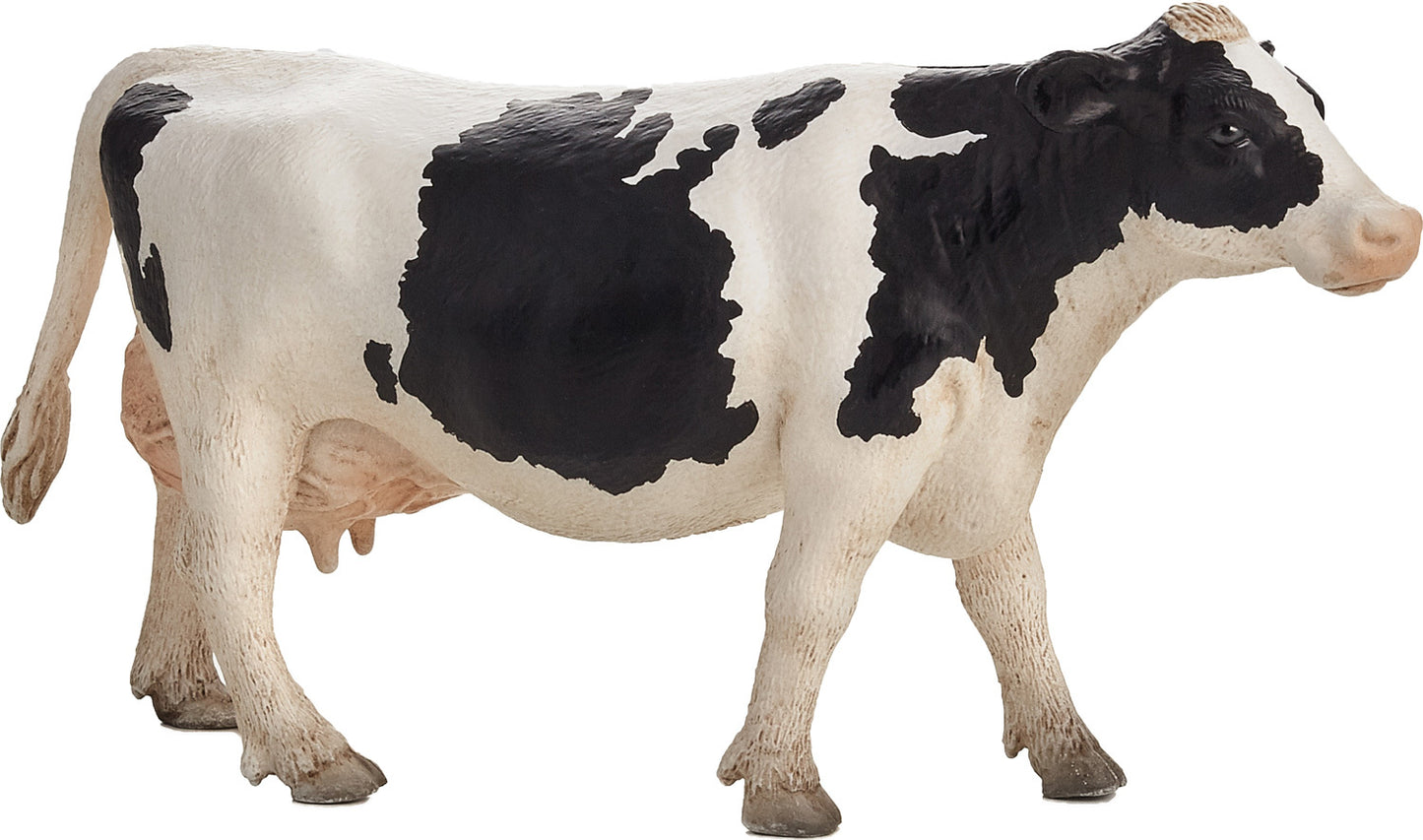 Holstein Cow