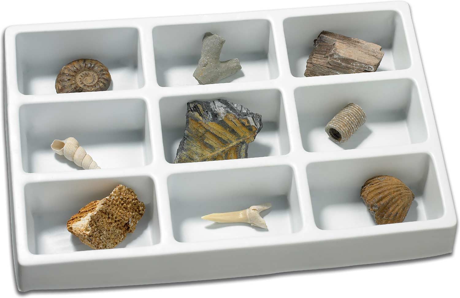 Fossils Collection