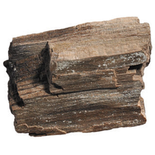 Fossils Collection