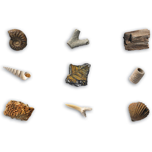 Fossils Collection