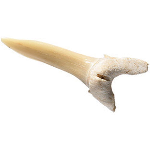 Fossils Collection