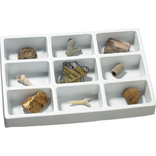 Fossils Collection