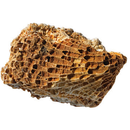 Fossils Collection