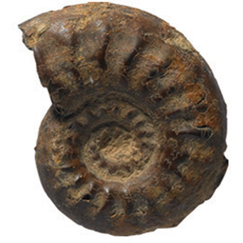 Fossils Collection