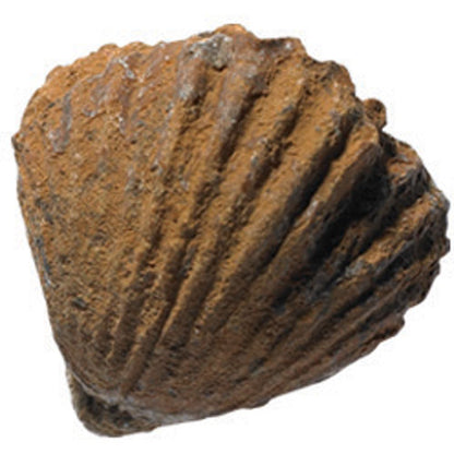 Fossils Collection
