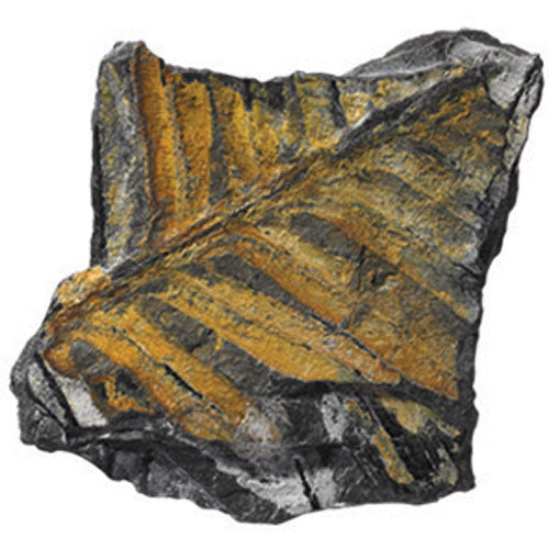 Fossils Collection