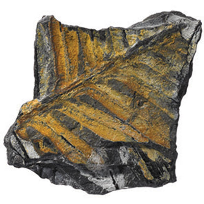Fossils Collection