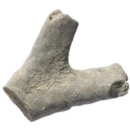 Fossils Collection