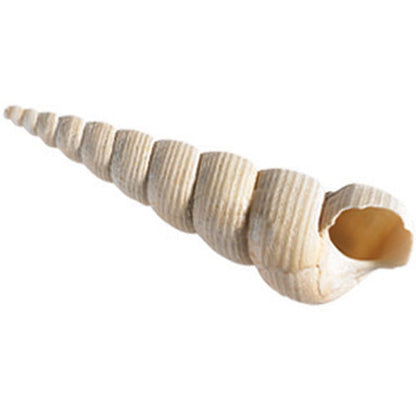 Fossils Collection