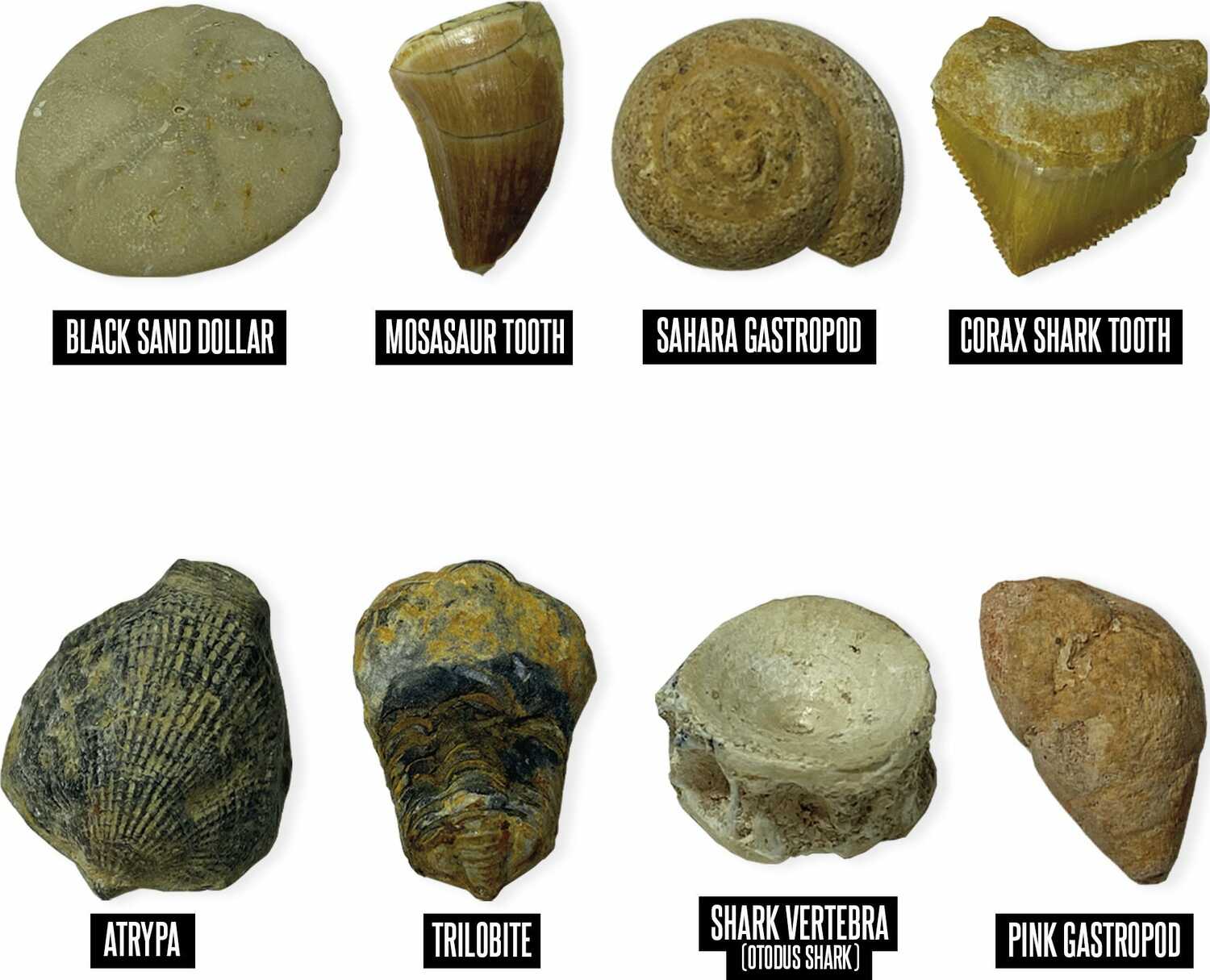 GeoSafari® Fossil Excavation Kit