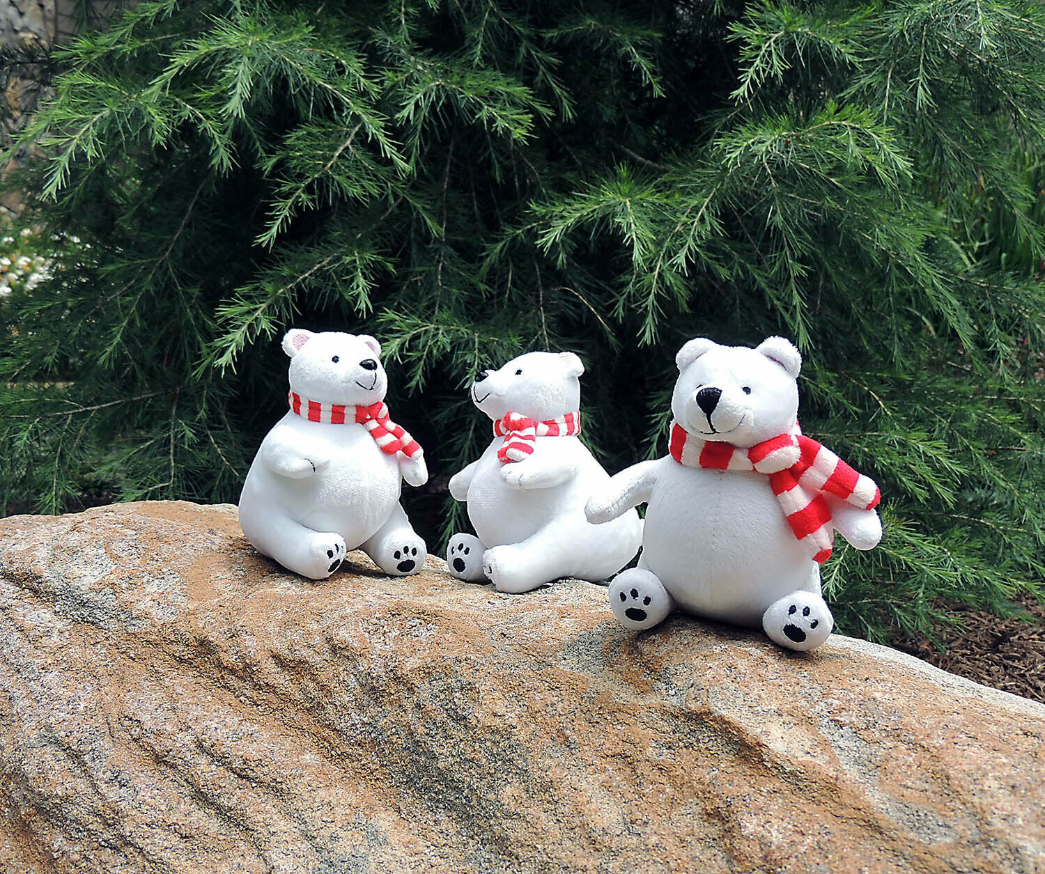 Roly Poly Polar Bear
