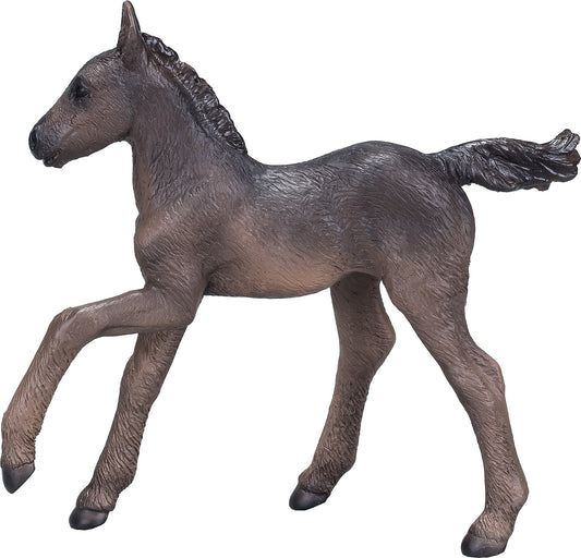 Arabian Foal Black
