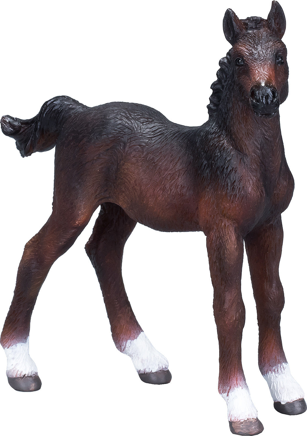 Hanoverian Foal Bay