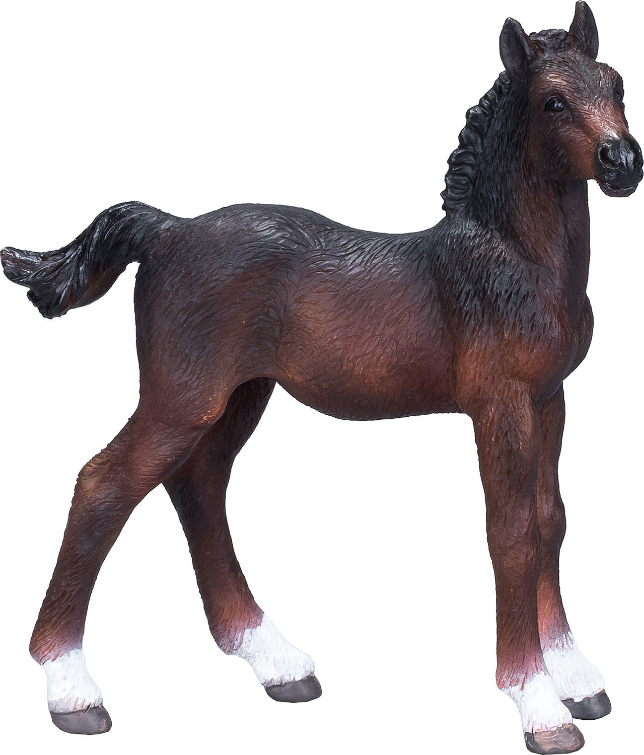 Hanoverian Foal Bay