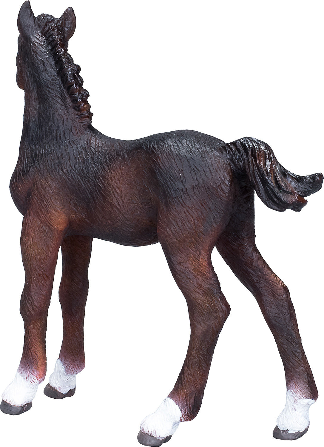 Hanoverian Foal Bay