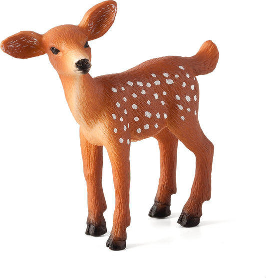 White Tailed Deer Fawn