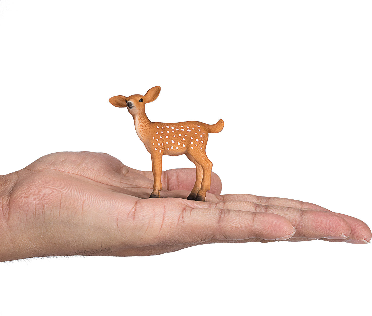 White Tailed Deer Fawn