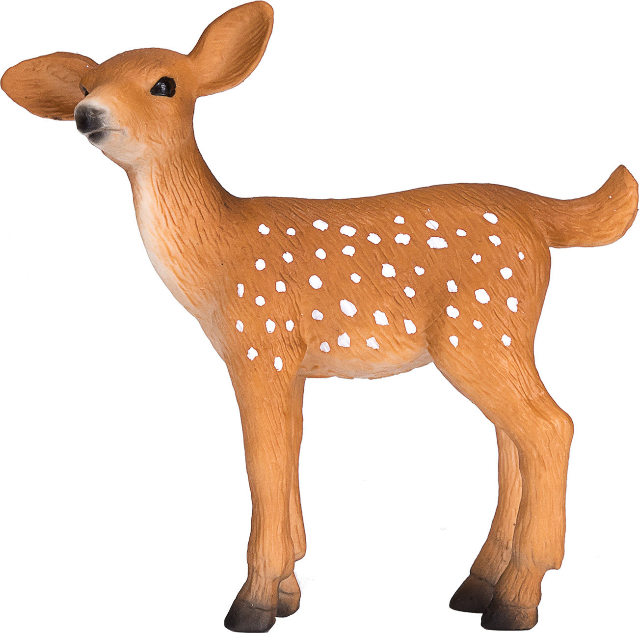 White Tailed Deer Fawn