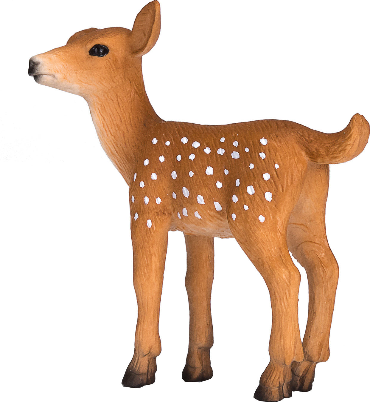 White Tailed Deer Fawn
