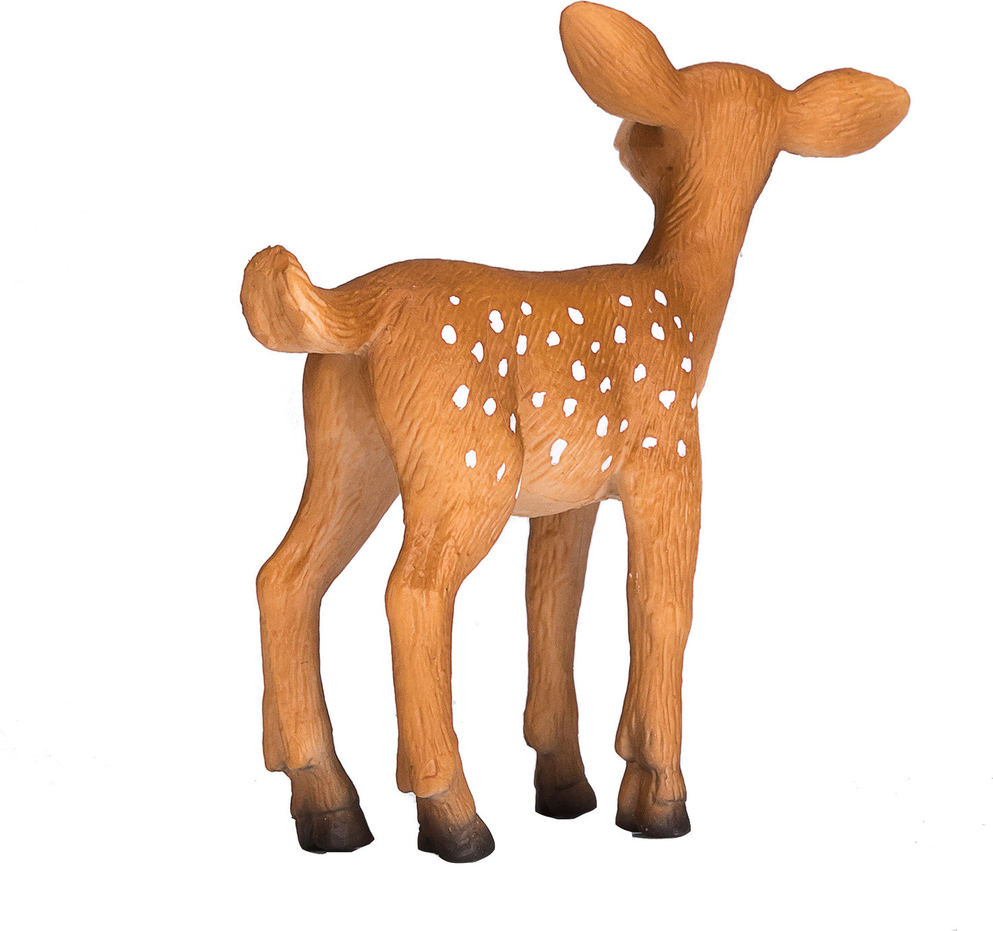White Tailed Deer Fawn
