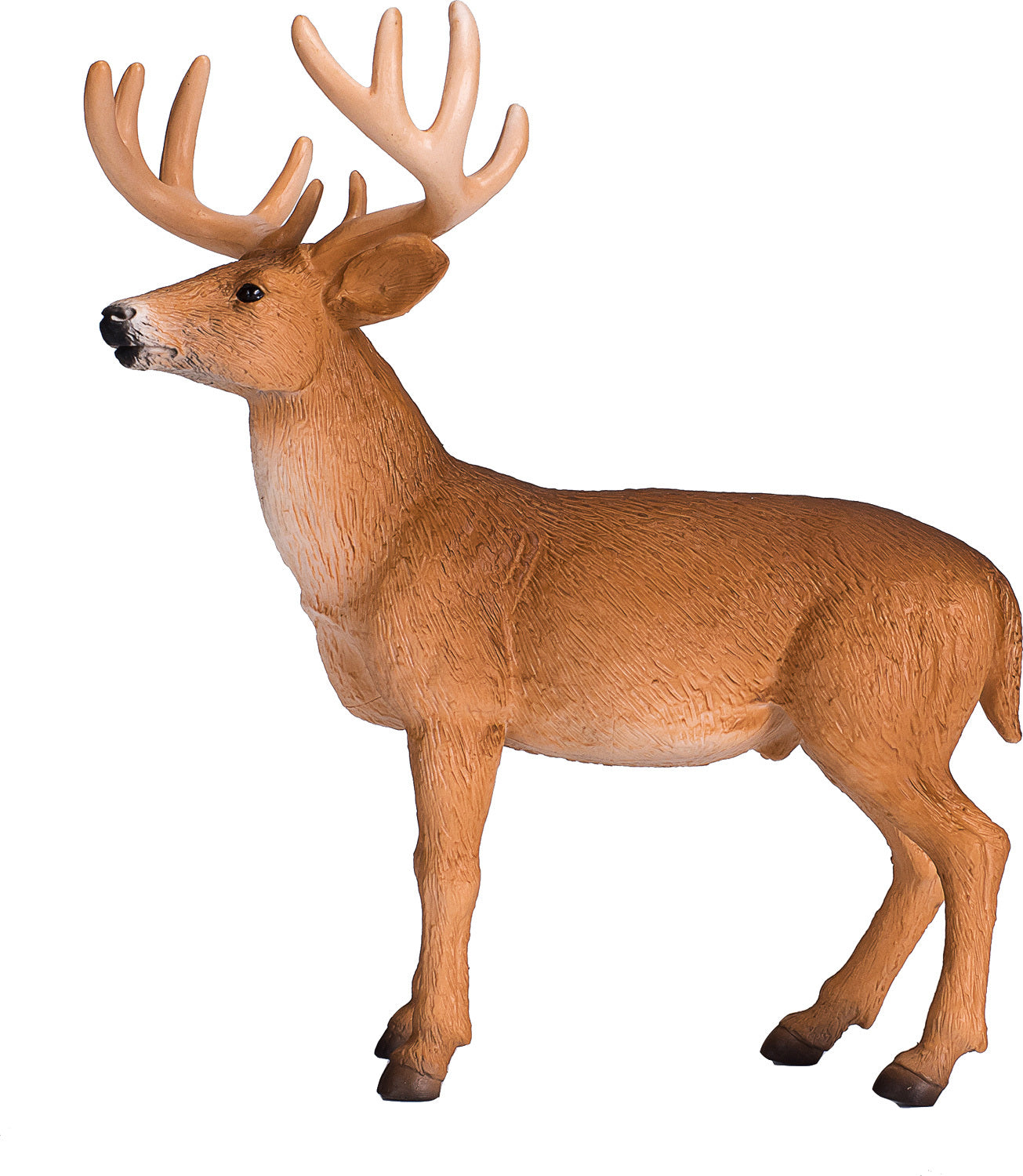 White Tailed Deer Buck