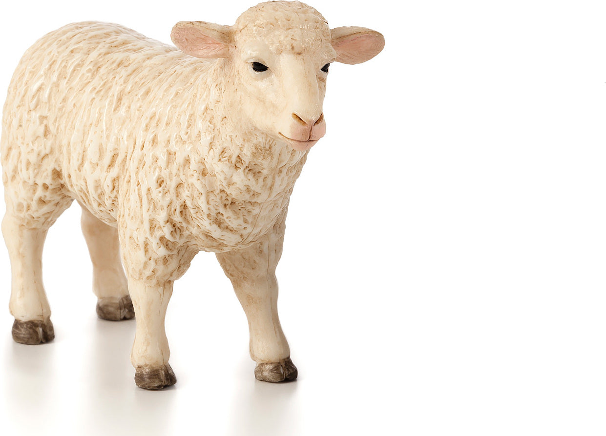 Sheep (Ewe)