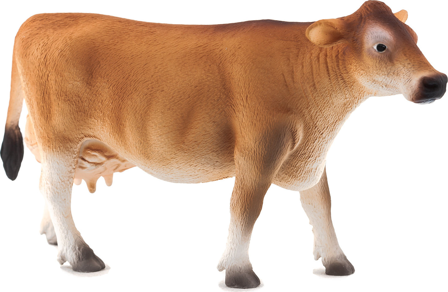 Jersey Cow