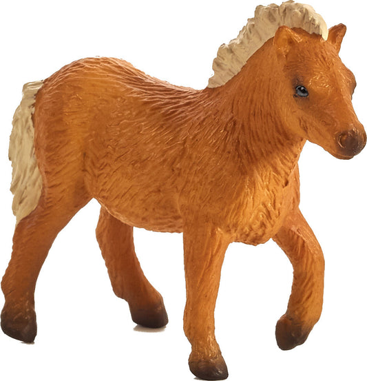 Shetland Foal