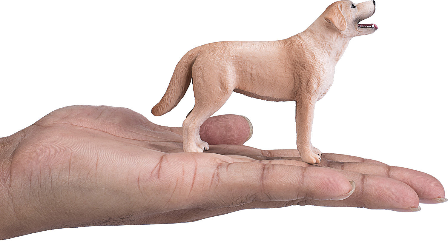 Labrador
