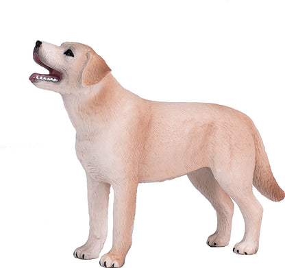 Labrador