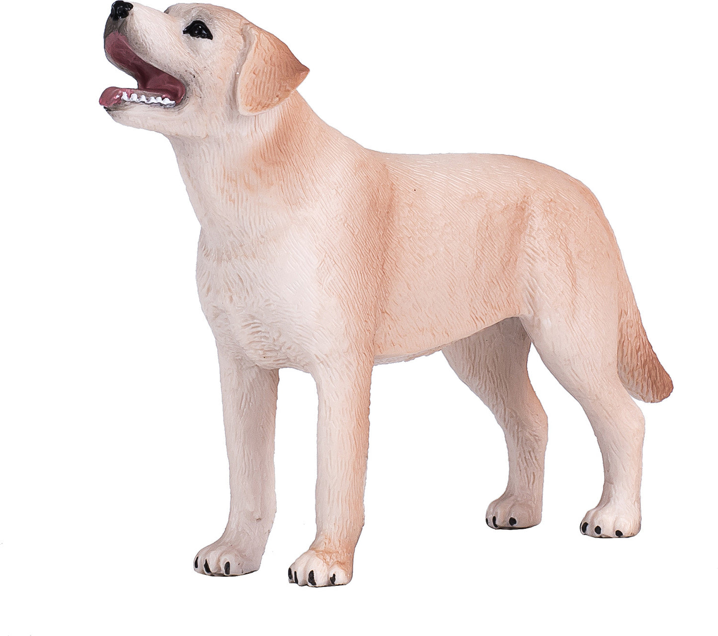Labrador
