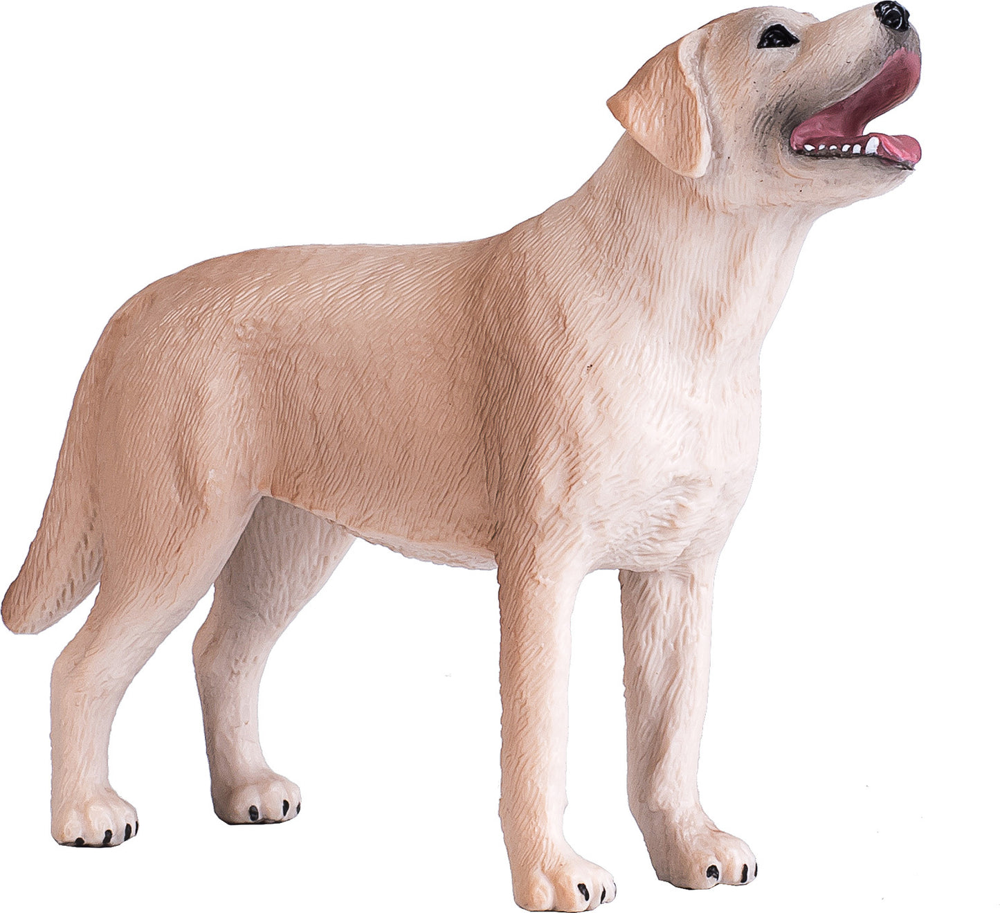 Labrador
