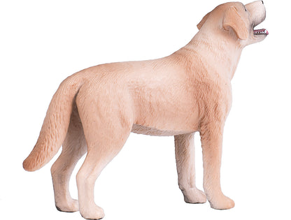 Labrador