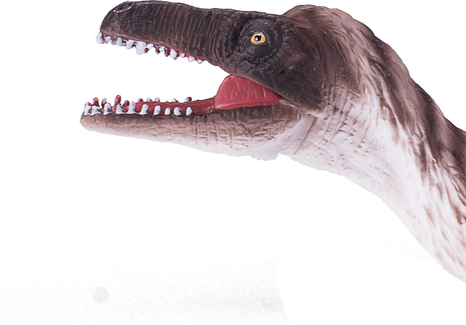 Troodon with Articulated Jaw