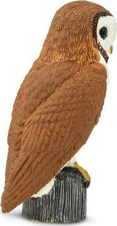 Barn Owl