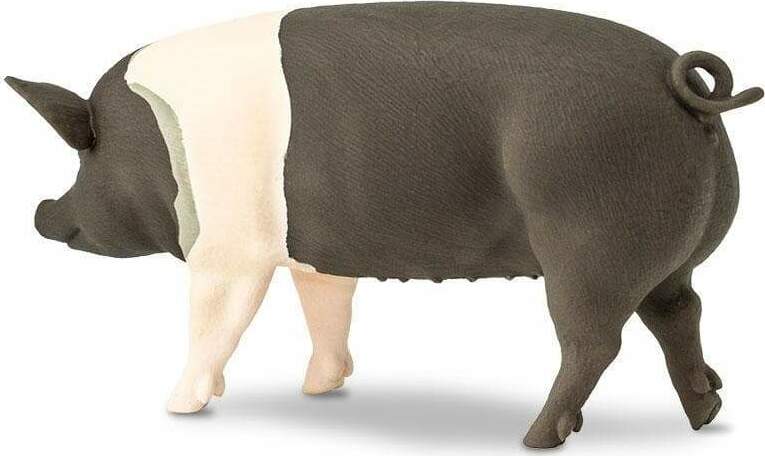Hampshire Pig Toy