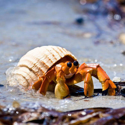 Hermit Crab Toy